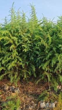 高度80厘米雪松