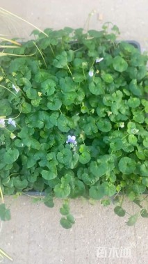 高度6厘米肾叶堇