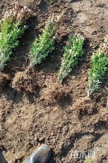 高度40厘米小叶黄杨