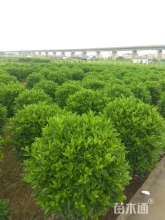 非洲茉莉