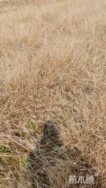 高度40厘米小兔子狼尾草