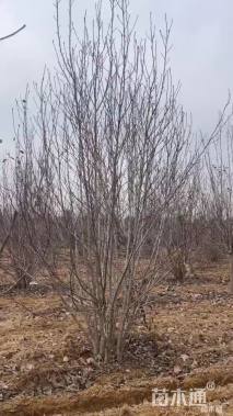 高度400厘米丛生玉兰