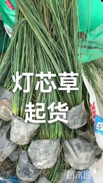 高度30厘米灯心草