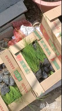 高度40厘米灯心草