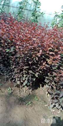 高度35厘米红叶李小苗