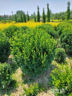 冠幅180厘米大叶黄杨球