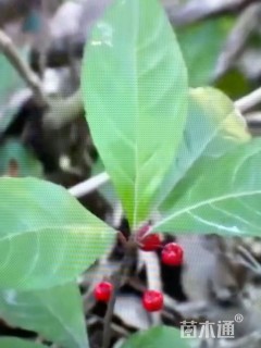 高度20厘米紫金牛