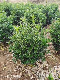 冠幅40厘米大叶黄杨球