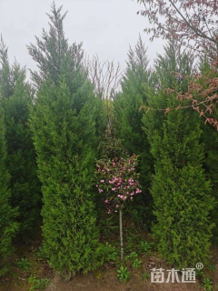 高度250厘米蜀桧