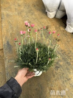 高度30厘米雏菊