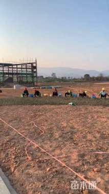 高度40厘米平枝栒子