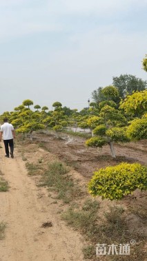 10公分造型金叶榆