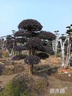 高度240厘米红花继木