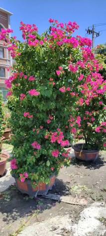 高度180厘米三角梅