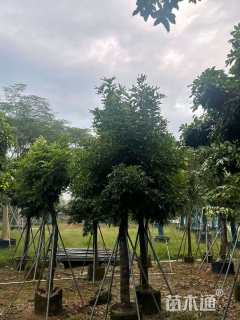 12公分海南红豆