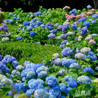 高度40厘米无尽夏绣球花