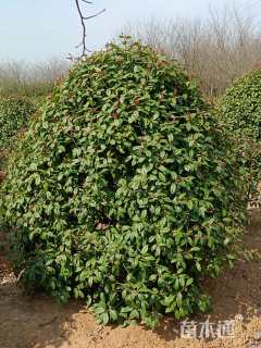 冠幅150厘米红叶石楠球