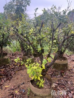 高度100厘米砂糖桔