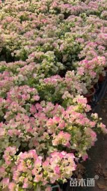 高度30厘米三角梅