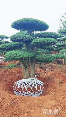 52公分白蜡