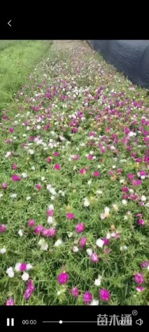 高度10厘米太阳花