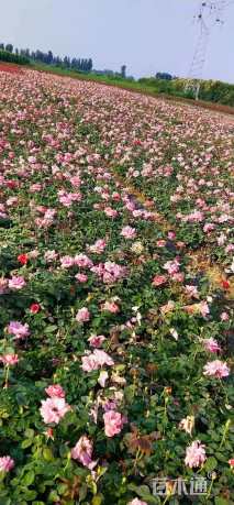 容器苗丰花月季