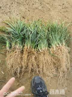 高度15厘米细叶麦冬草