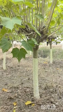 高度450厘米木芙蓉