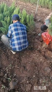 高度50厘米刺柏