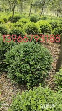 冠幅100厘米瓜子黄杨球