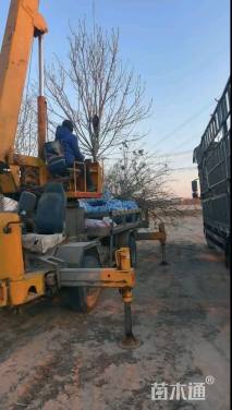 10公分暴马丁香