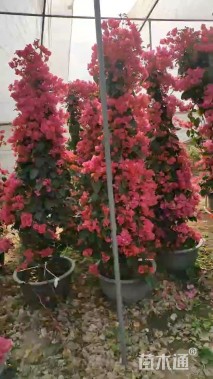 高度30厘米鹅掌柴