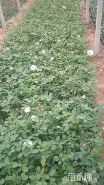 高度30厘米月季