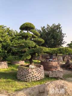 容器苗造型罗汉松