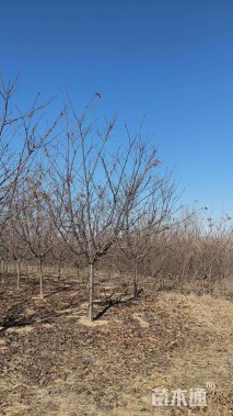 10公分红粉佳人樱