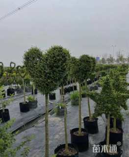 4公分造型川滇蜡树