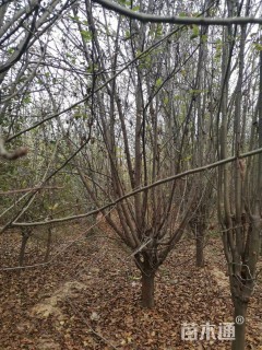 12公分西府海棠