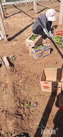 高度20厘米桔梗