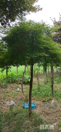 高度250厘米羽毛枫