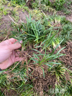 高度5厘米玉龙草