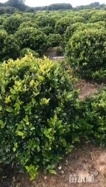 冠幅180厘米金森女贞球