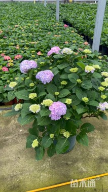 高度25厘米肾叶堇