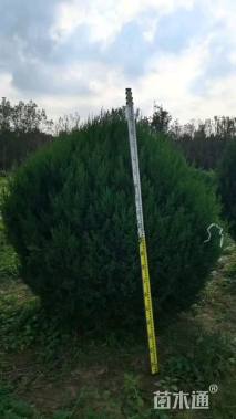 冠幅150厘米蜀桧柏球