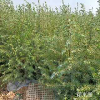 高度60厘米雪松