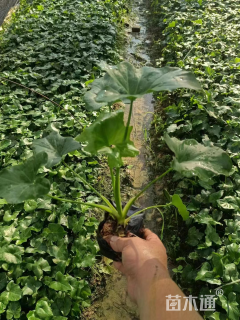 高度20厘米春羽