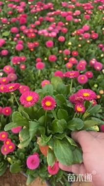 高度30厘米蜡菊