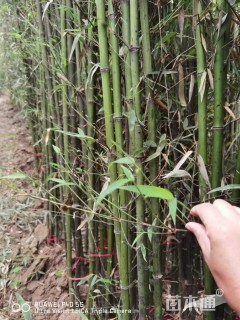 地栽苗刚竹