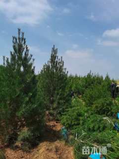 高度100厘米白皮松