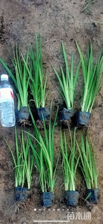 高度28厘米水生鸢尾