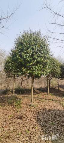 高度150厘米含笑